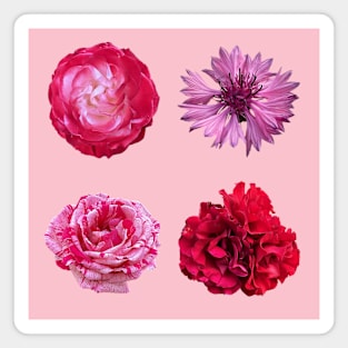 Red Pink Flower Pack Magnet